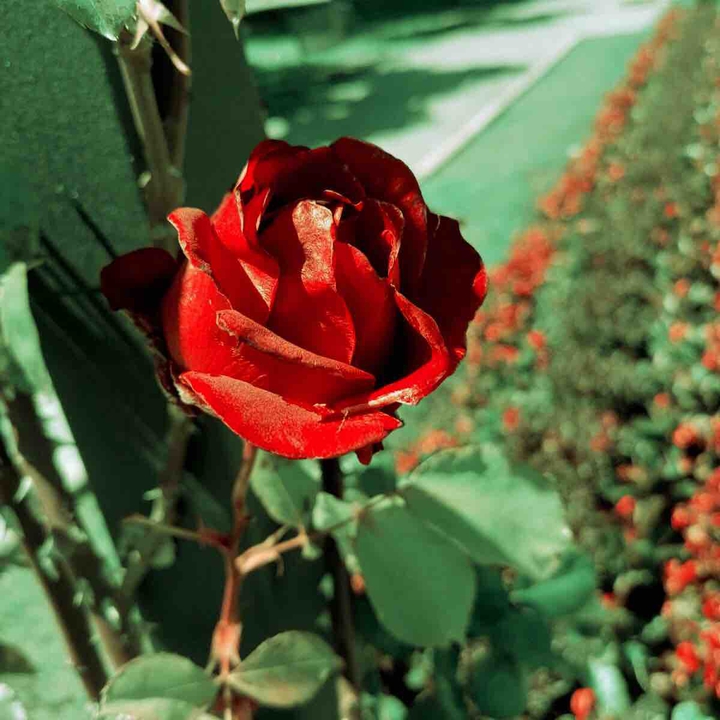 Rose ?