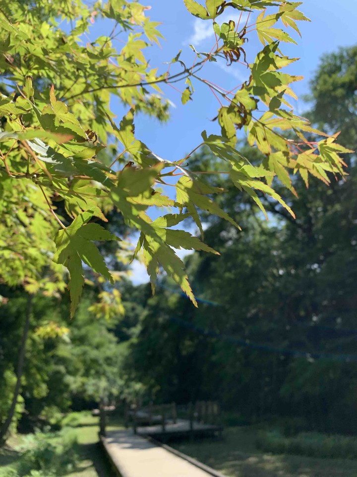 Autumn leaves in the rainy season