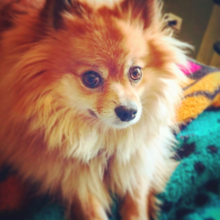 Lucy Demands Love