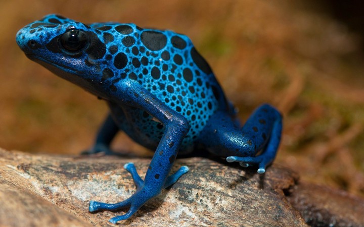 blue frog