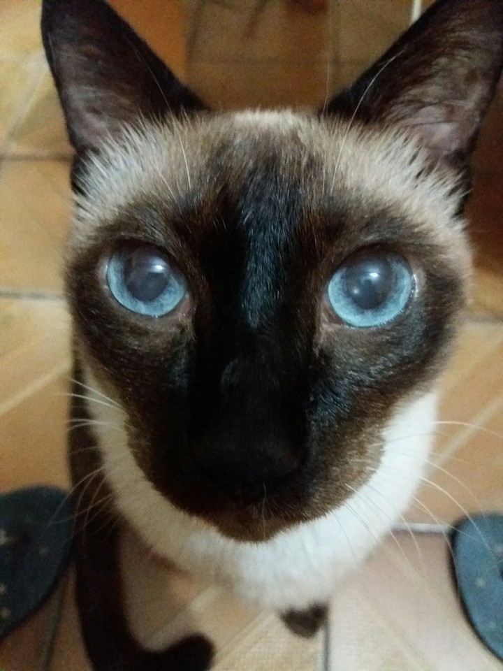 My gato