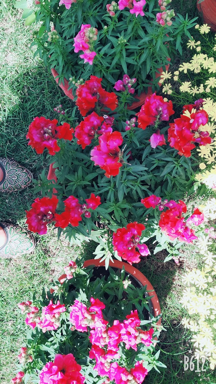 Pink Flowers