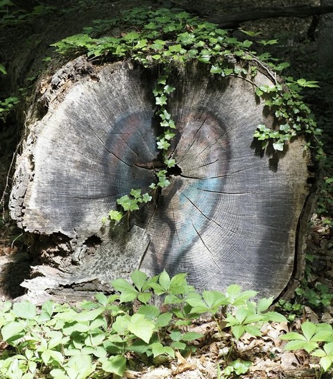 groundcover, trunk háttérképek