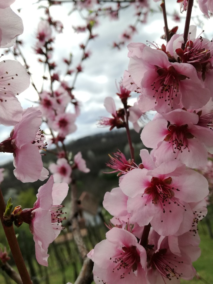 Peach flowers