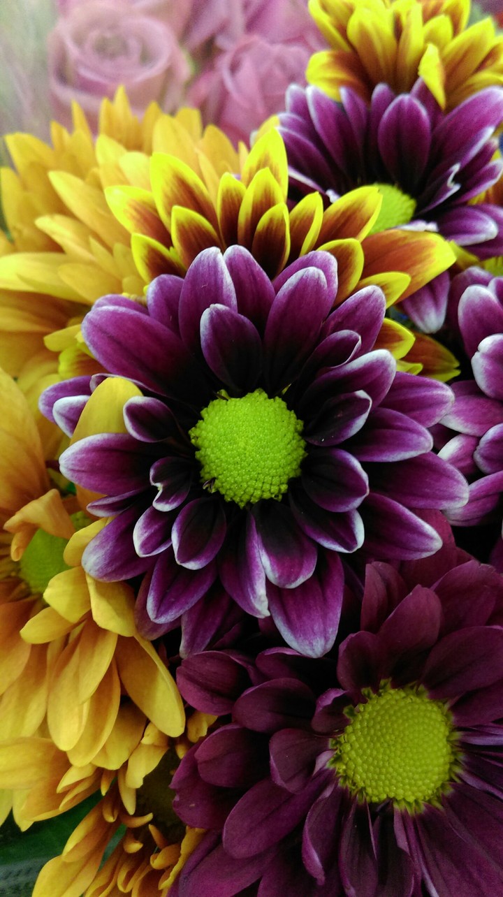 the flower