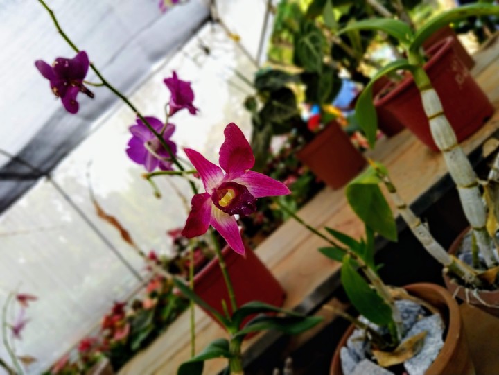 orchids