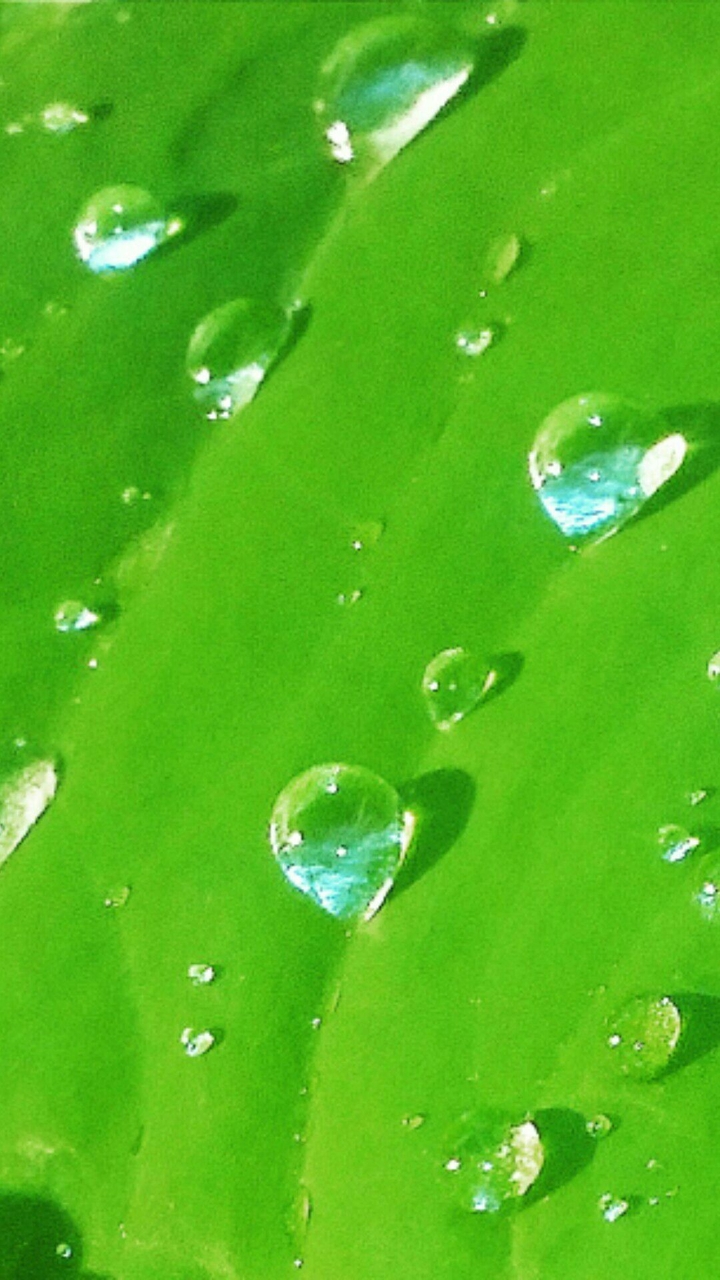Green Elephant Ear Plant Leaf