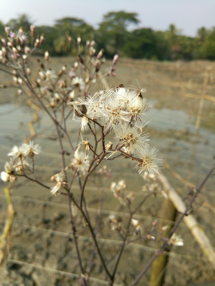 #dry #flower