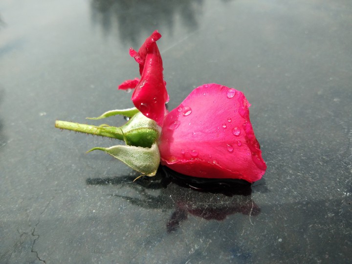 rose