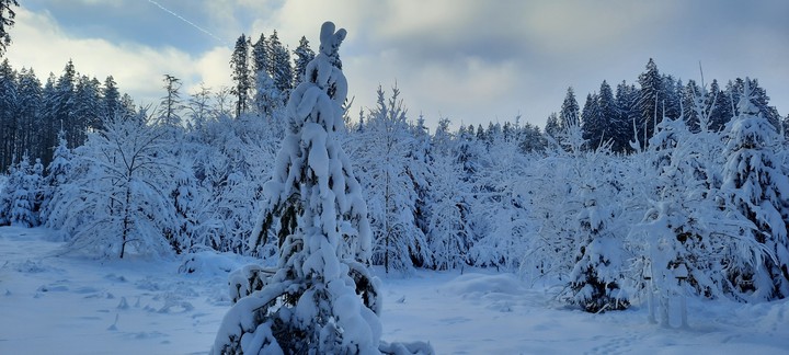 Snowforest