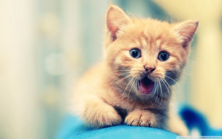 cute kitten