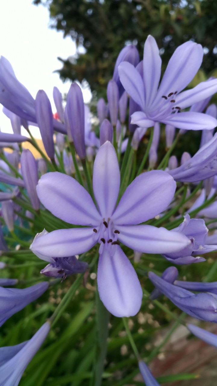 Hyacinths