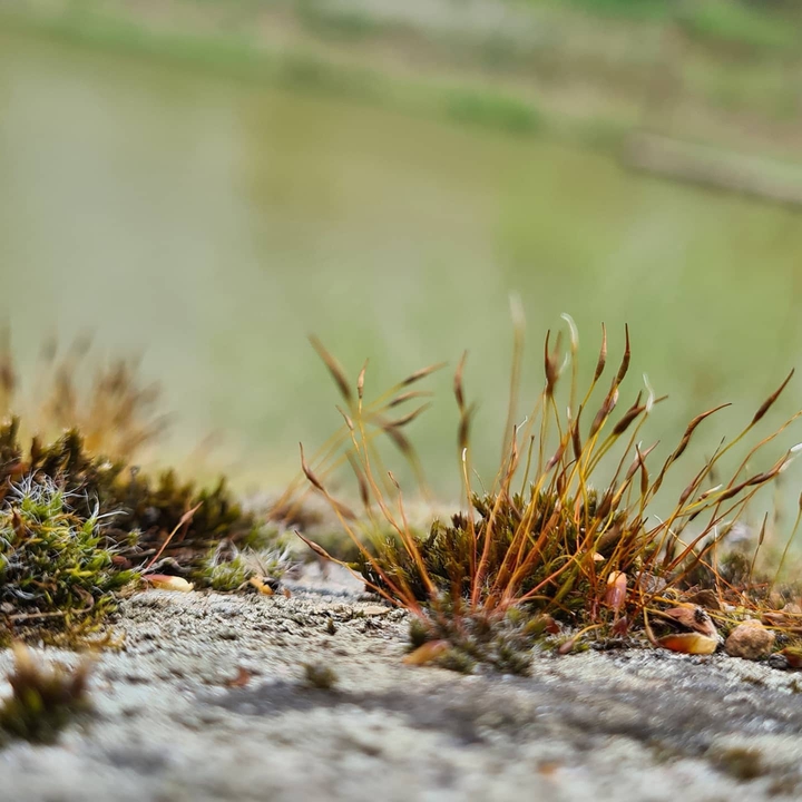 Natur
