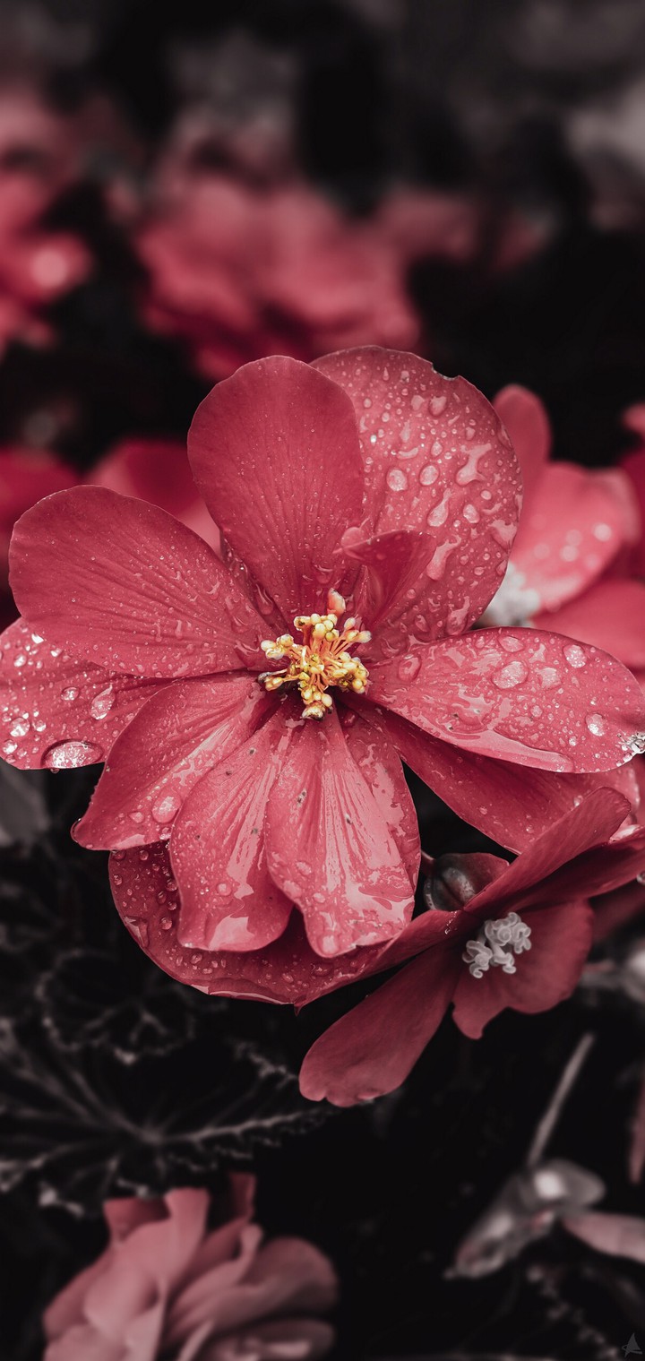 Pink flower