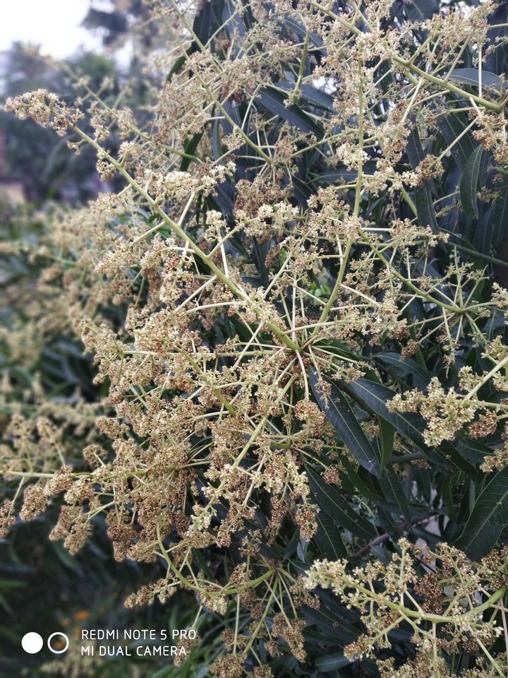 আম্র মুকুল