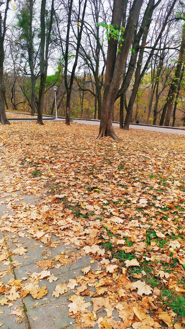 Autumn ?