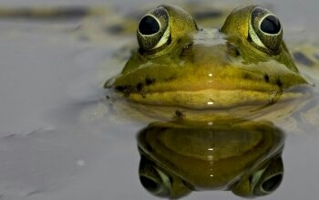Sapo