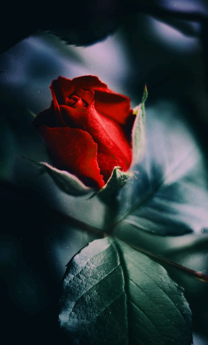 Blumen