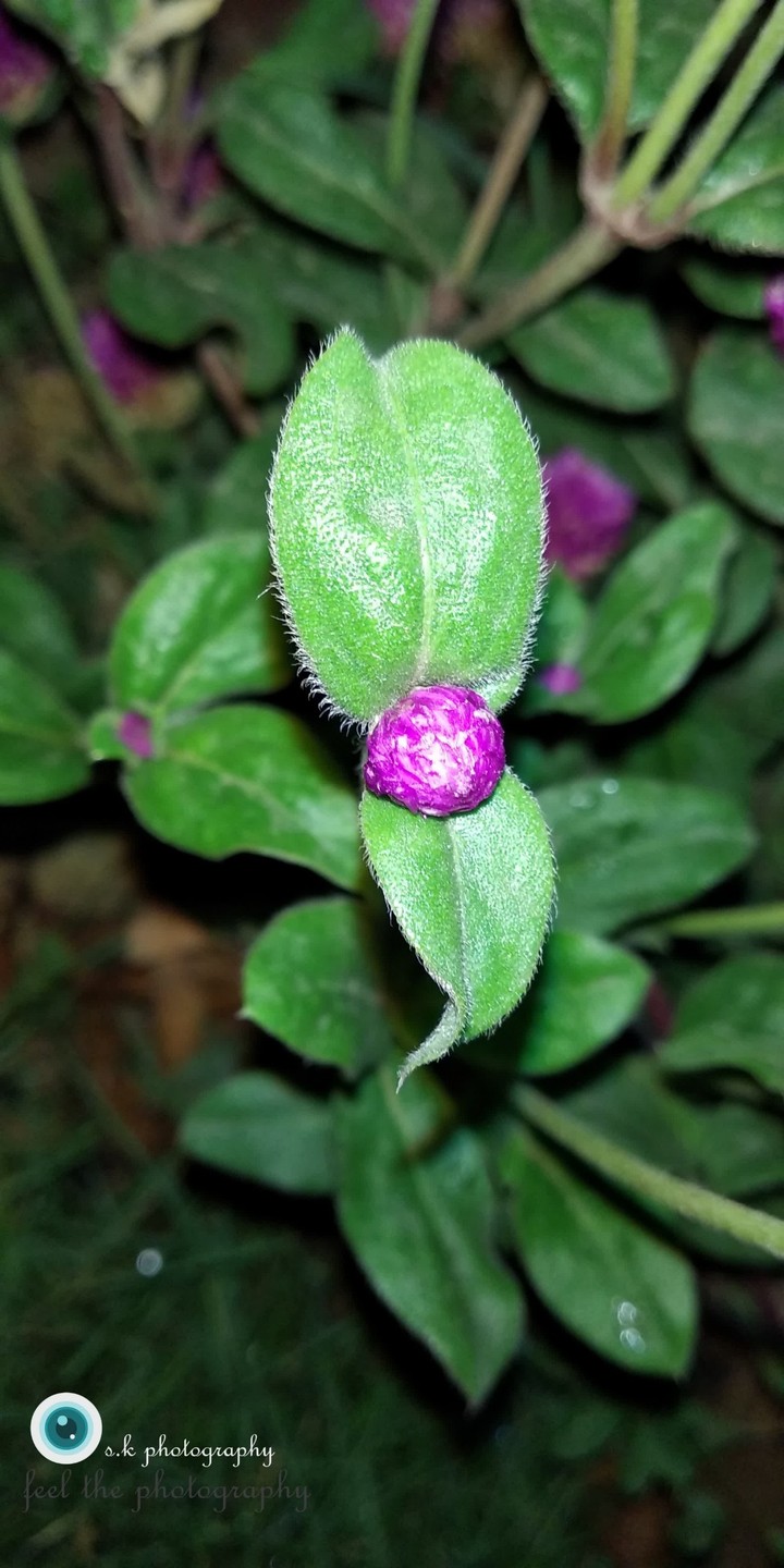 Flower bud