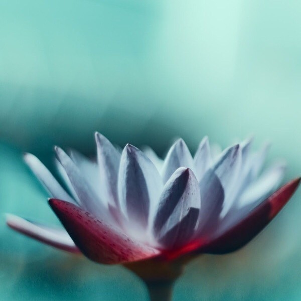 Icy Bloom