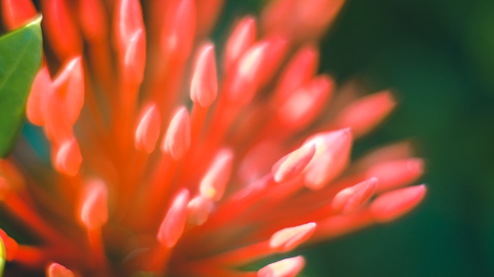 Needle flower