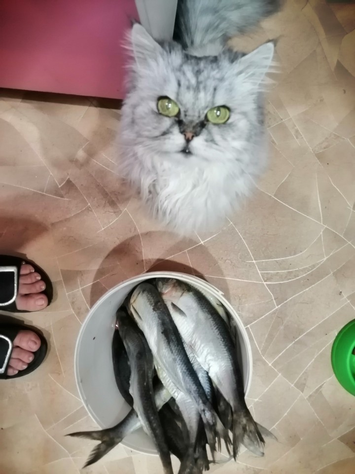 ням