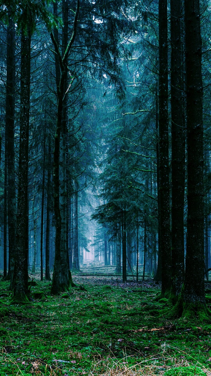 tree