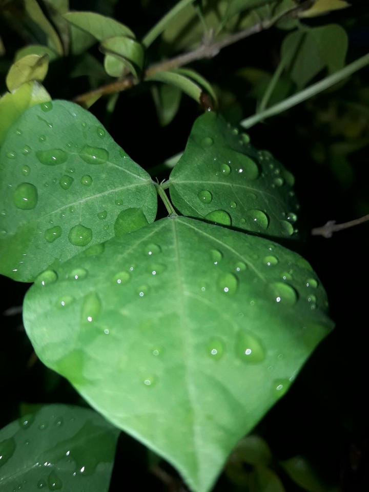 plant leaf tree land_plant flower flowering_plant annual