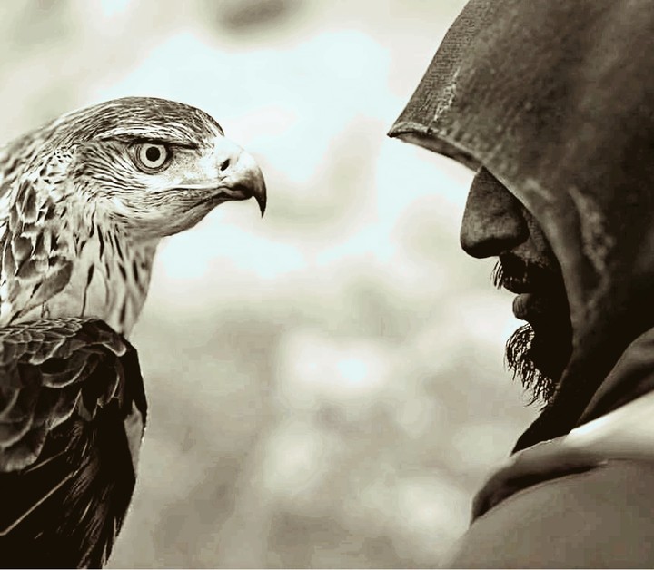 eagle eye
