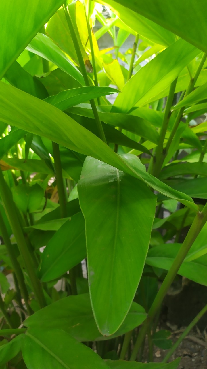 Plant_stem