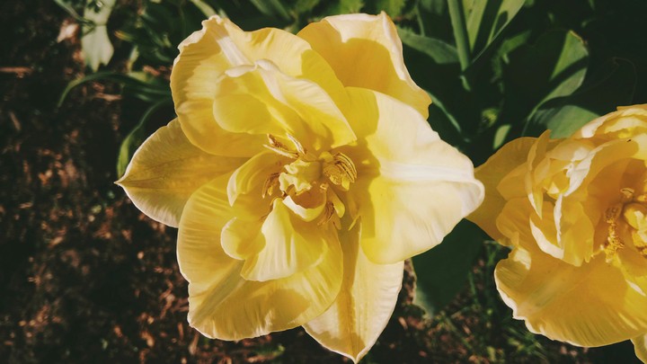 yellow douple