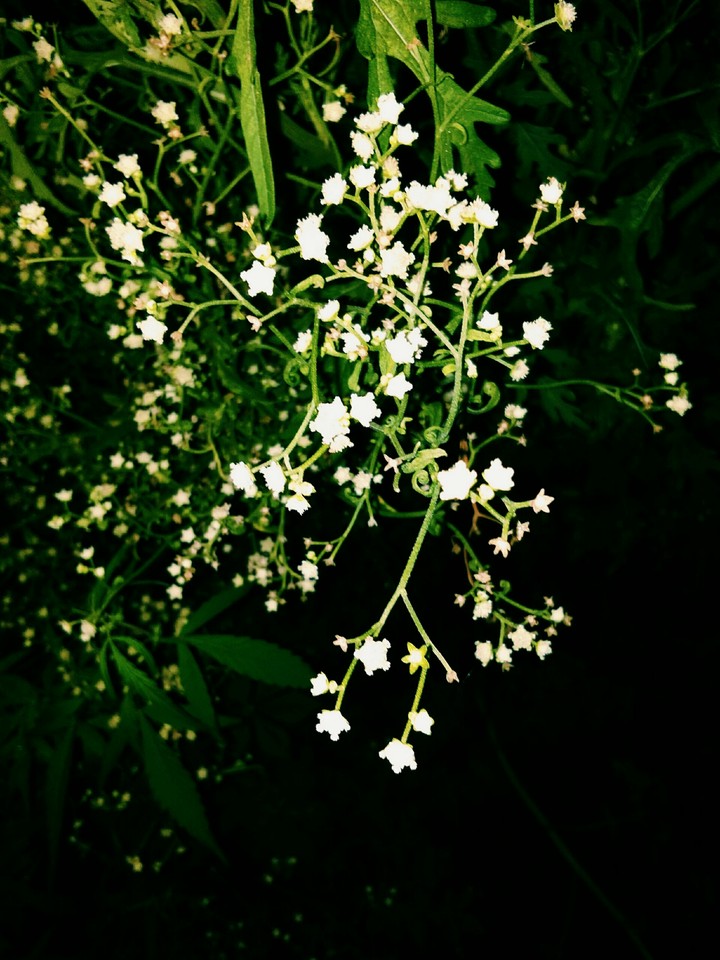 WHITE GIVES PEACE
