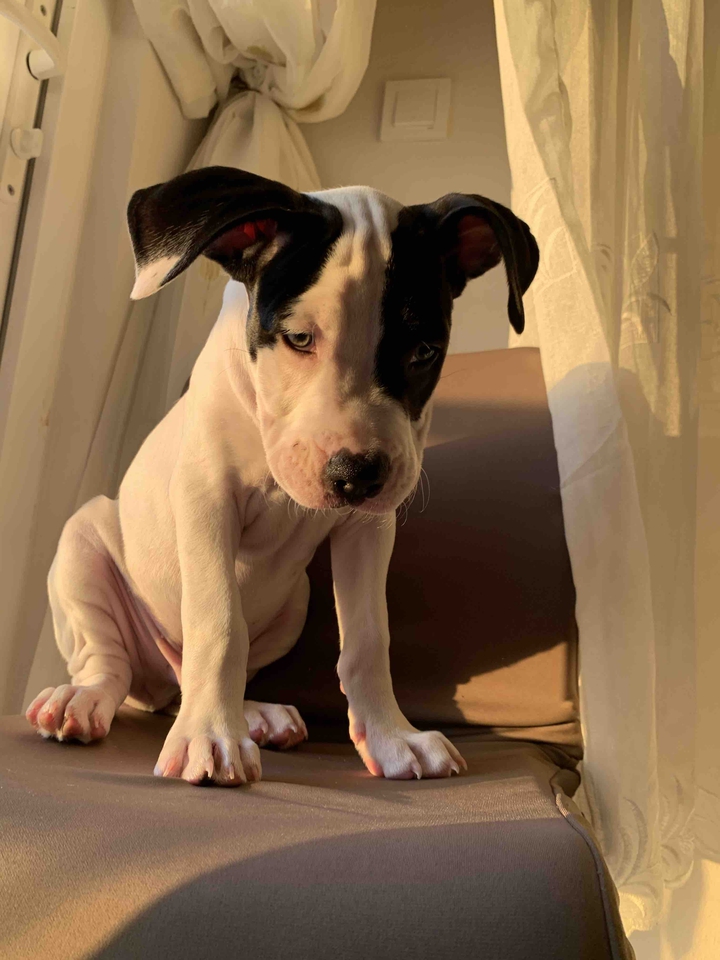amstaff