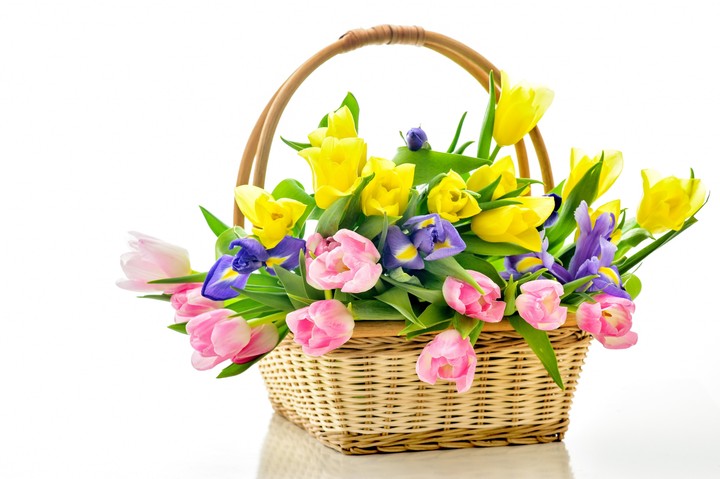 tulipany