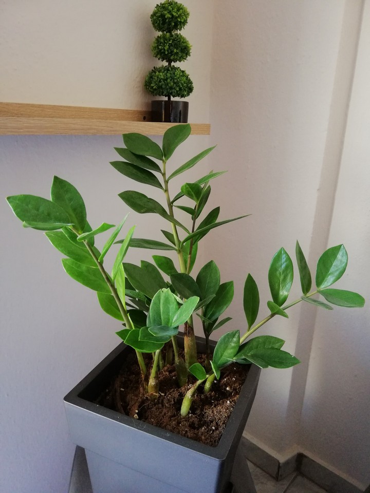 Zamio Plant