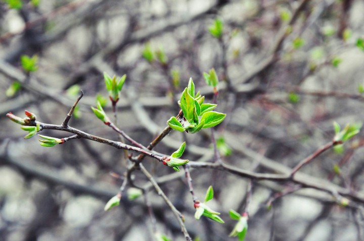 spring life