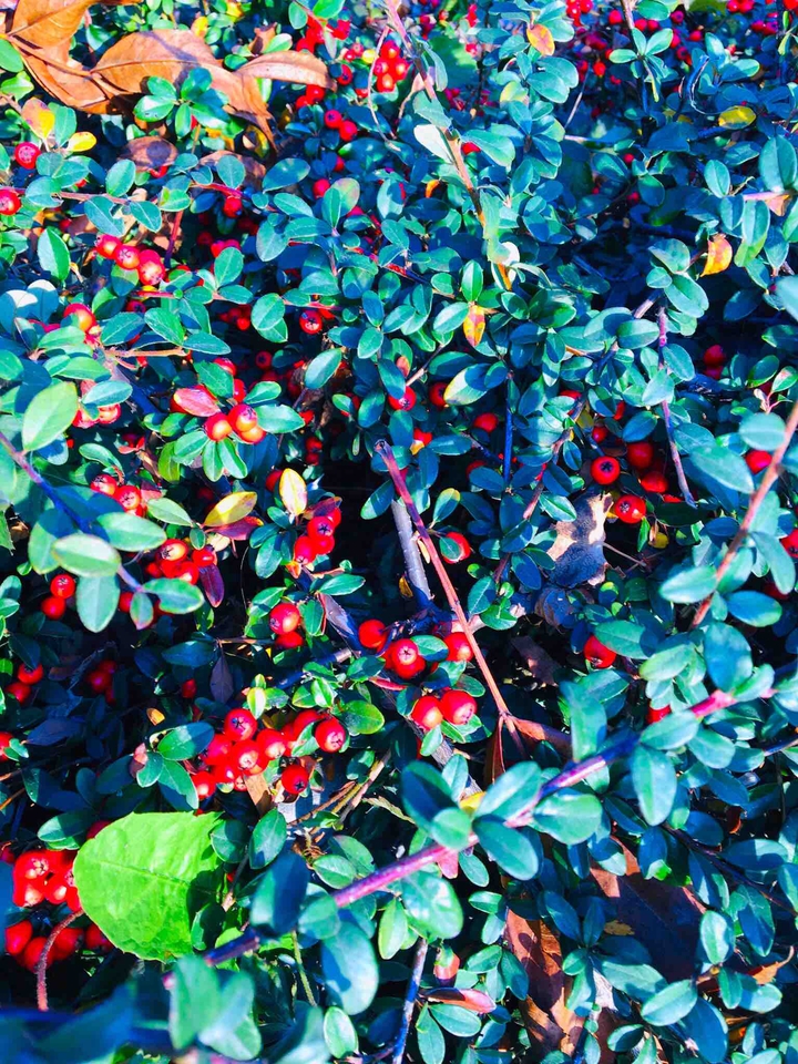 autumn