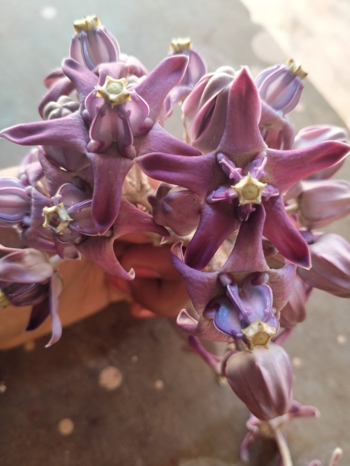 flower