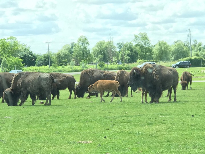 Newyork 'Yak'ies