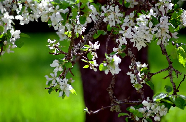 beautiful flowers