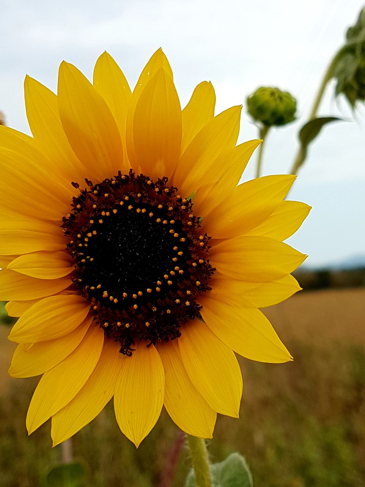 girasole