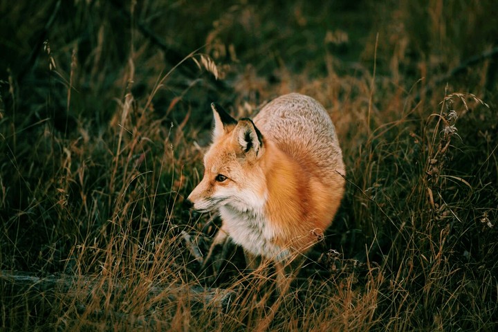 fox