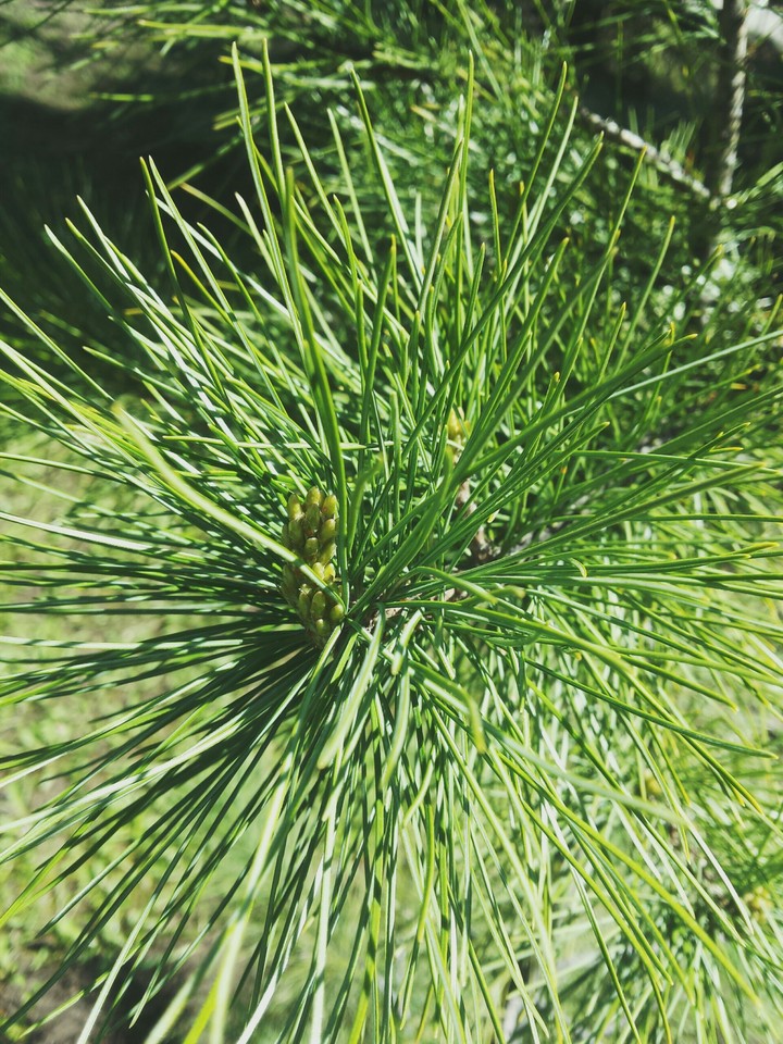 Spruce