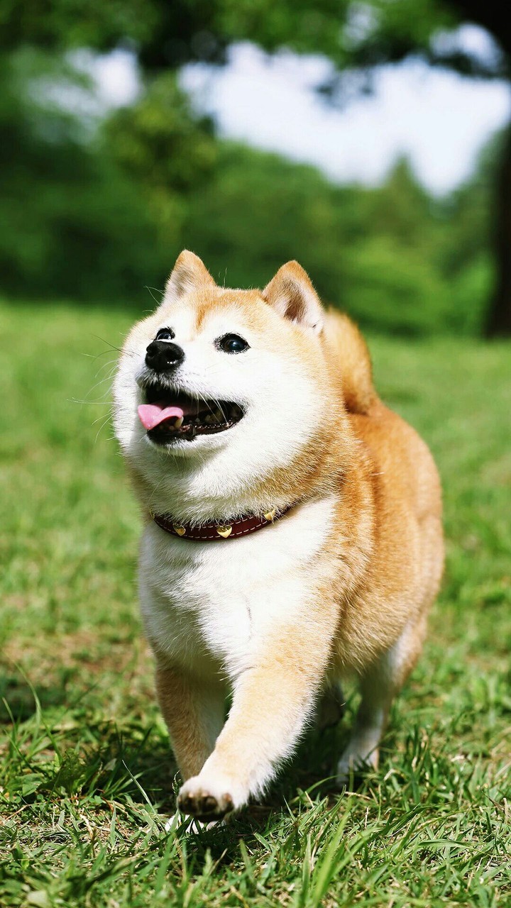 The Happy Dog
