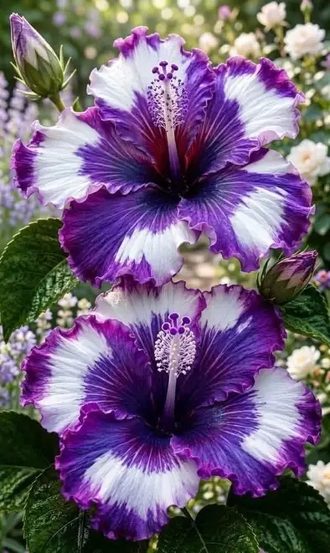 ταπετσαρίες flower, gesneriaceae