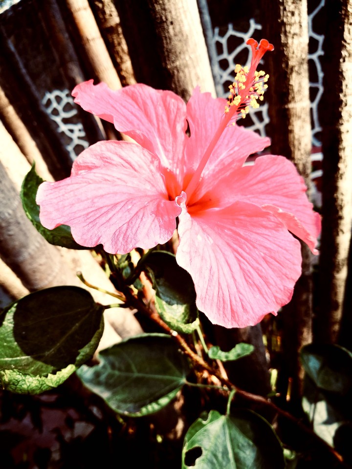 full bloom