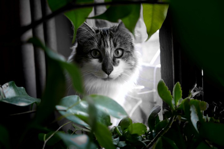 katty 2