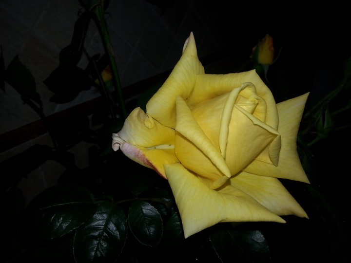 giallo nel buio