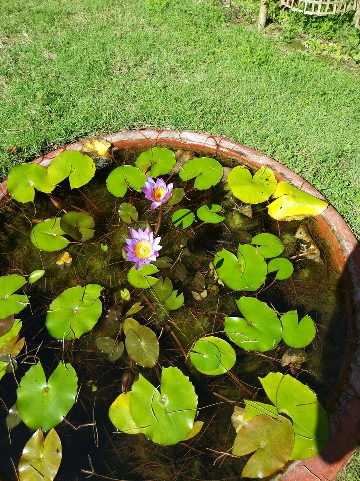 Sunny day with Water Lily