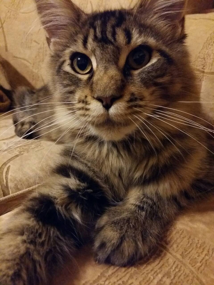 кошка